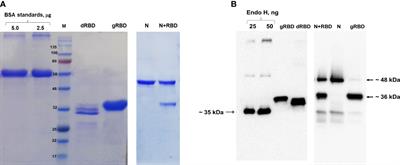 Plant-produced RBD and cocktail-based vaccine candidates are highly effective against SARS-CoV-2, independently of its emerging variants